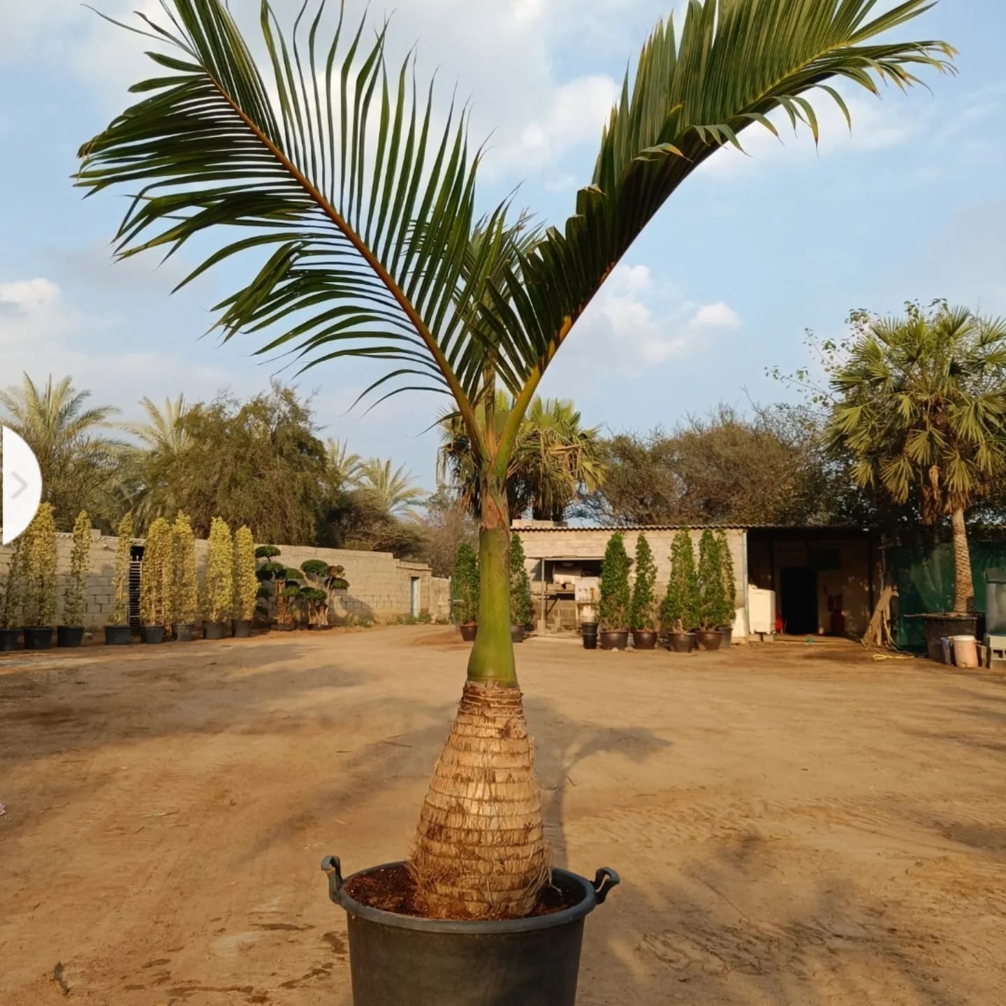 Whatsapp Image 2026 09 25 At 9 48 50 Pm 2 – Prime Date Palm Trees UAE